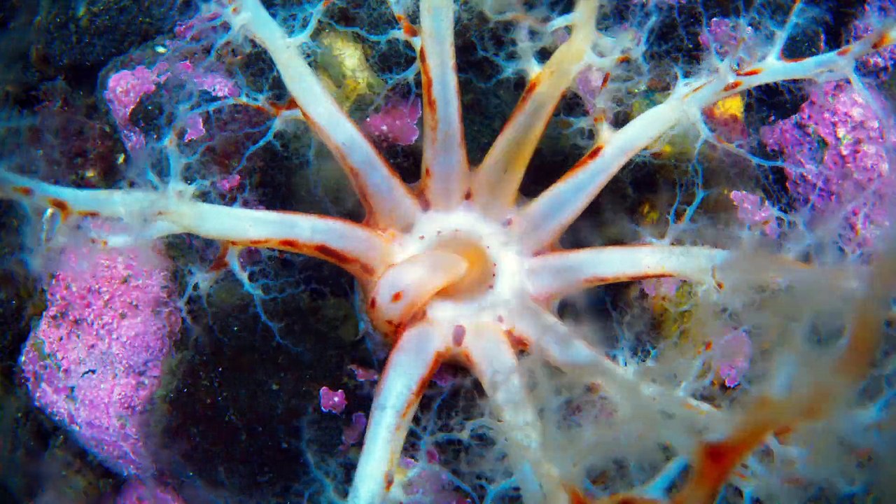 Blue Planet II One Ocean