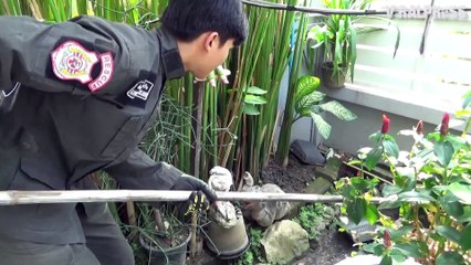 Snake Caught After Biting Frog