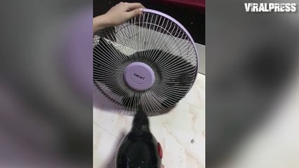 Cat Cooling Off Inside Fan