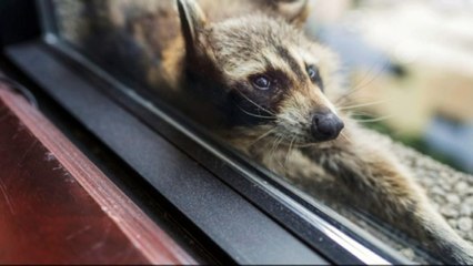 Heroic raccoon scales high-rise building in 3 days!