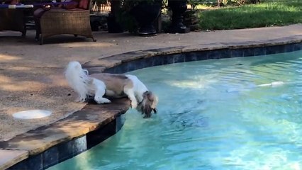 Funniest Pets - Animals of the Week Compilation June 2018 | Hilarious Try Not to Laugh Animals Fail