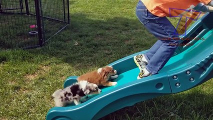 I SWEAR you will CRY WITH LAUGHTER! - Ultra FUNNY PETS - ANIMALS