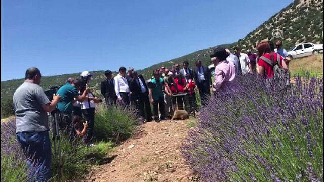 Tedavileri tamamlanan yaban hayvanları doğaya bırakıldı - BURDUR