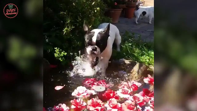 Cute funny French Bulldogs | Funny DOG Compilation #462