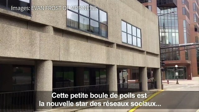 Etats-Unis: un raton laveur sauvé après une escalade périlleuse