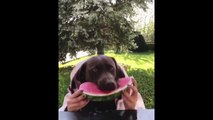 Labrador Retriever Puppies Funny and Cute Videos Compilation #2