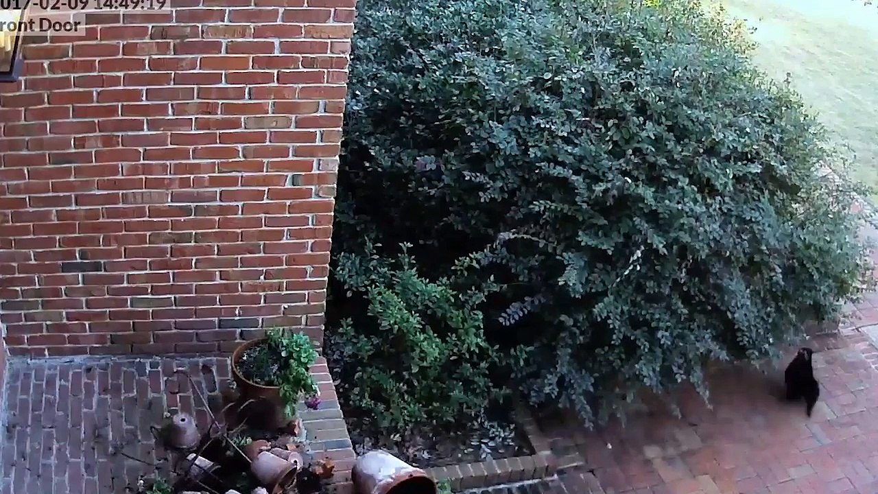 Relatable Animal Pet Peeves | Funny Pet Videos | #thatpetlife