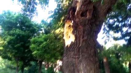 Seyir halindeki otomobillerin üzerine ağaç devrildi - MANİSA