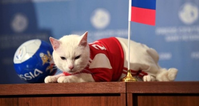 Dünya Kupasının Kahin Kedisi, İlk Tahminini Yaptı