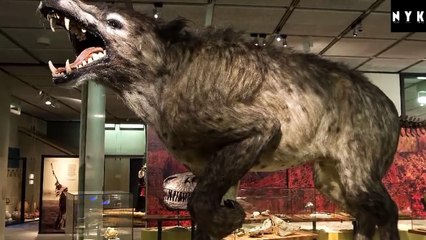 12 Animale Care Din Fericire Pentru Noi Au Disparut