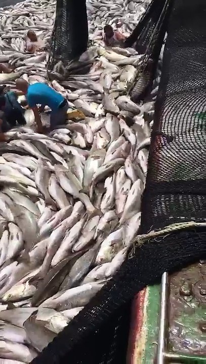 Lot of Fish Caught on tape - Fishing in ocean