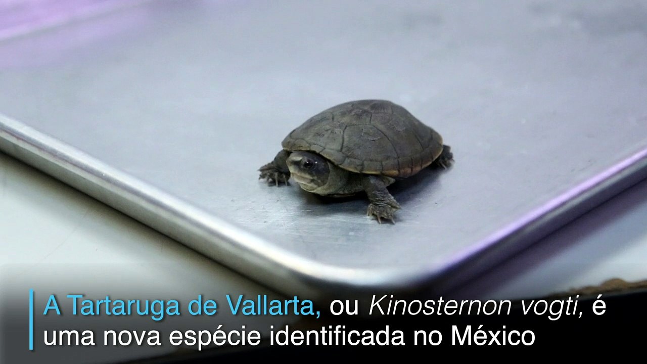 Uma novidade em perigo