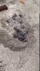 Il creuse un petit trou dans le sable et regardez ce qui en sort... Magnifique