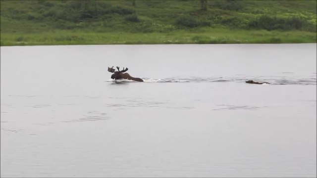 Quand un ours prend en chasse un élan et le poursuit jusque dans la rivière en alaska