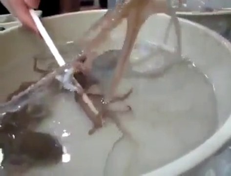 Il mange des calamars vivants dans ce restaurant... ça vous dit??