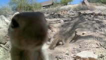 Un écureuil curieux montre sa petite tête à la caméra... Adorable