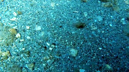 Saurez-vous trouver le poisson caché  - Camouflage parfait