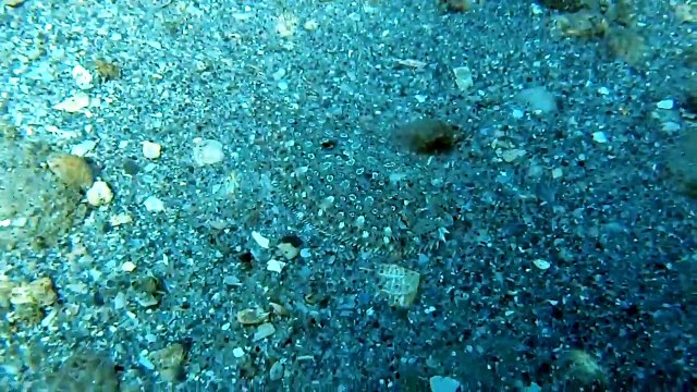 Saurez-vous trouver le poisson caché - Camouflage parfait