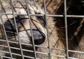 Raccoon That Became Famous for Scaling St Paul Skyscraper Released Into Wild