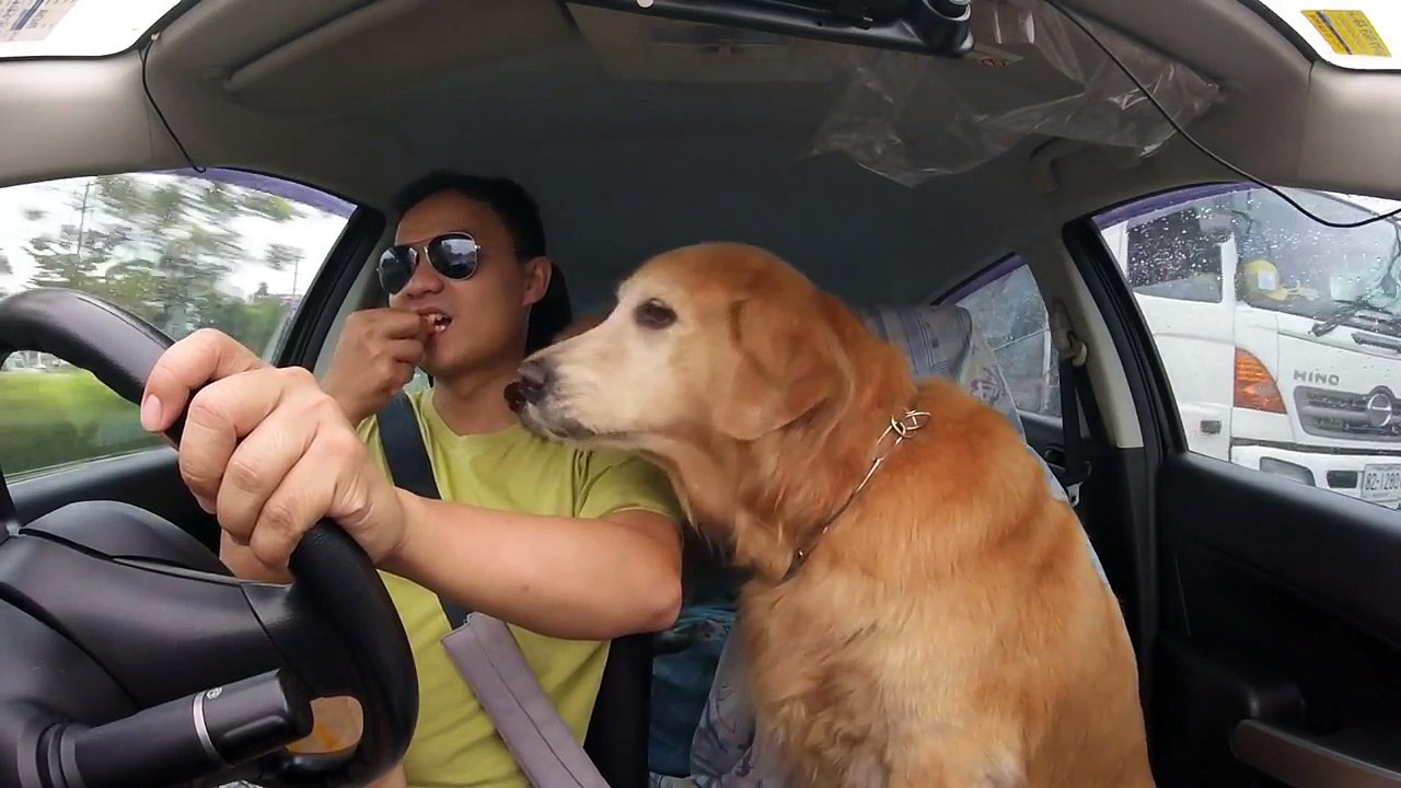 Un burger, deux chiens