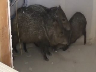 WILD RESCUE! Javelina found on 4th floor of empty building - ABC15 Digital