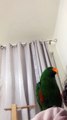 Eclectus Parrot Sings The Lion Sleeps Tonight