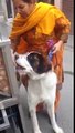 Dog Loves To Eat Indian Street Food Called ‘Panipuri’