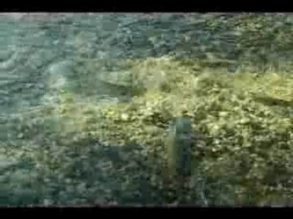 Frayère de truites Farios - Furon (2007)