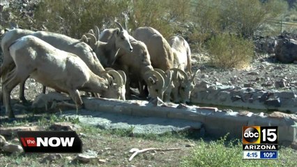 AZ Game and Fish transporting water to wildlife animals during dry weather