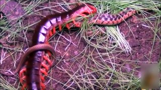 Un très Gros Mille-pattes Nourrir par un Serpent