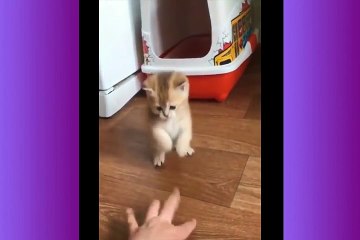 So many cute kittens -cute  cat 2