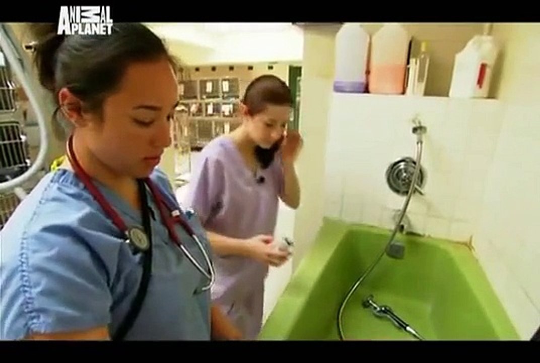 Animal Cops Philadelphia 17 500 Cats video Dailymotion