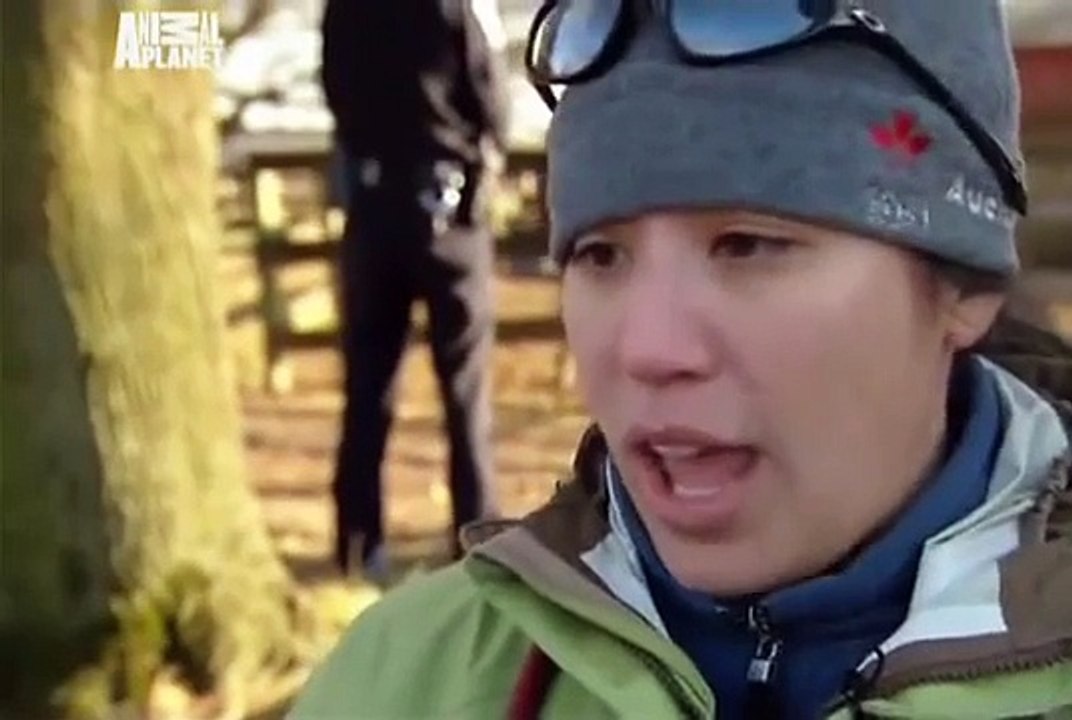 Animal Cops Philadelphia 13 Horse Rescue video Dailymotion