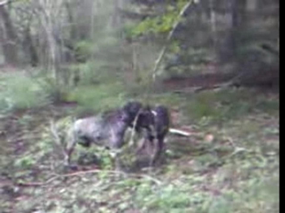 chien vs arbre