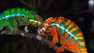 Moment of Impact-2: Jungle (Nature Documentary)