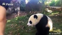 #HiPandaSo ferocious! Zhen Xi refuses to go home and bites nanny instead!