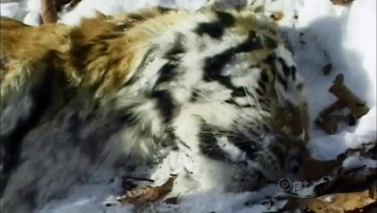 Pbs Nature- Siberian- Tiger Quest