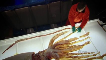 Giants Giant Squid (Nature Documentary)