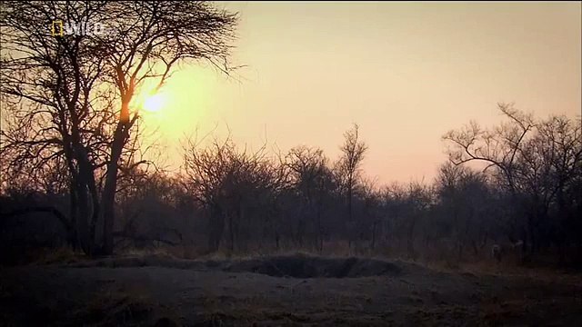 Big Cats Of The Timbavati - Blood Ties (National Geographic)