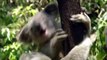 Cracking the Koala Code (PBS Nature Documentary)