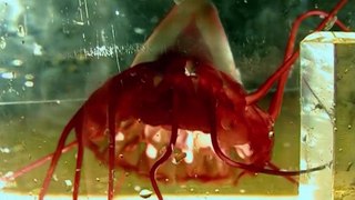 Vicious Beauties - The Secret World Of The Jelly Fish (Full Documentary)