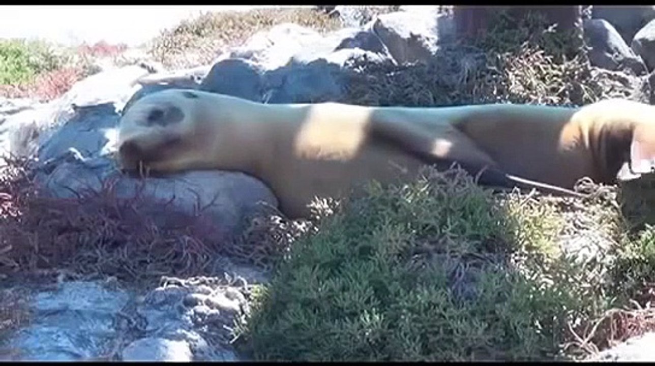 Wonders of the Galapagos - Rare Animals