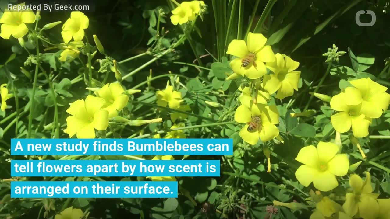 Bees Are Even More Clever Than We Think