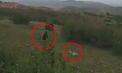 Kangal köpeği ayıya meydan okudu