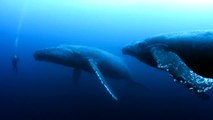 Un plongeur se retrouve face à 2 baleines