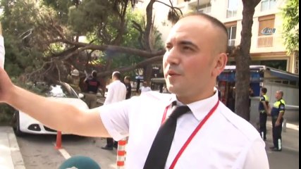 İzmir'de Çam Ağacı Araçların Üzerine Devrildi