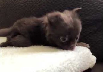 Excited Chihuahua Puppy Can't Control His Furiously-Wagging Tail