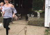 Dozens of Young Goats Run Towards Bed at Day's End