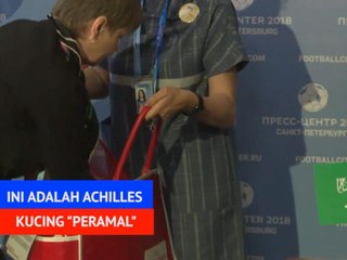 Achilles Kucing "Peramal" Yang Memprediksi Piala Dunia