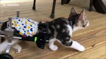 Ce chaton paralysé des pattes arrières se déplace désormais grâce à des roulettes